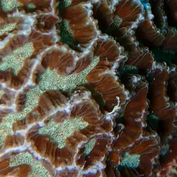 Lesser Valley Coral, photo 6