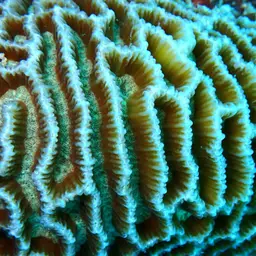 Lesser Valley Coral, photo 7