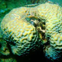 Lesser Valley Coral, photo 8