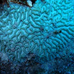 Lesser Valley Coral, photo 9