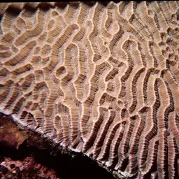 Lesser Valley Coral, photo 10
