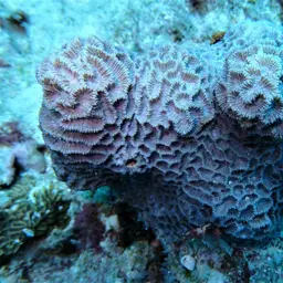 Lesser Valley Coral, photo 11