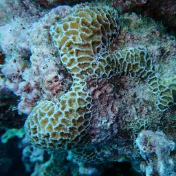 Lesser Valley Coral, photo 12