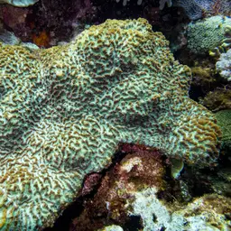 Lesser Valley Coral, photo 1