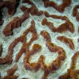 Lesser Valley Coral, photo 2
