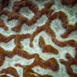 Lesser Valley Coral, photo 3