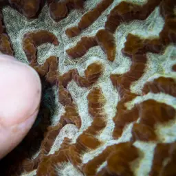 Lesser Valley Coral, photo 4