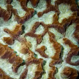 Lesser Valley Coral, photo 5