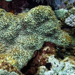 Lesser Valley Coral, photo 6