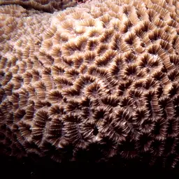 Lesser Valley Coral, photo 7