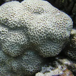 Lesser Valley Coral, photo 8