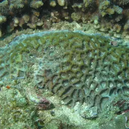 Lesser Valley Coral, photo 3