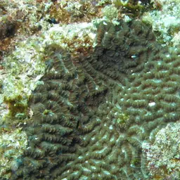 Lesser Valley Coral, photo 4