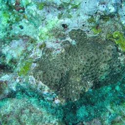 Lesser Valley Coral, photo 5