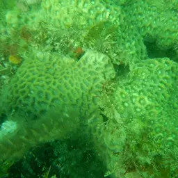 Lesser Valley Coral, photo 6