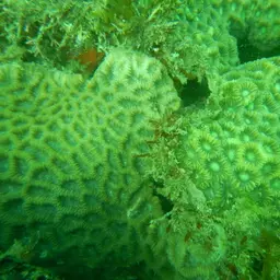 Lesser Valley Coral, photo 7