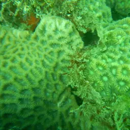 Lesser Valley Coral, photo 8