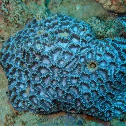 Lesser Valley Coral, photo 1