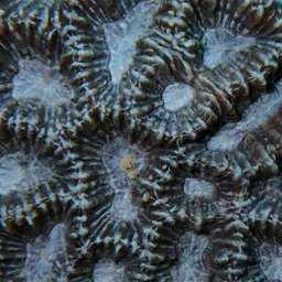 Lesser Valley Coral, photo 9