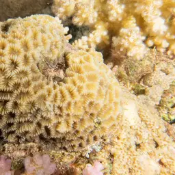 Lesser Valley Coral, photo 10