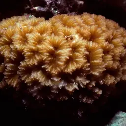Lesser Valley Coral, photo 11