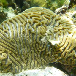 Lesser Valley Coral, photo 2
