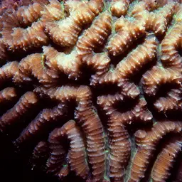 Lesser Valley Coral, photo 1