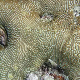 Lesser Valley Coral, photo 3