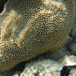 Lesser Valley Coral, photo 4