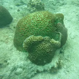 Lesser Valley Coral, photo 5