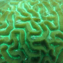 Lesser Valley Coral, photo 6