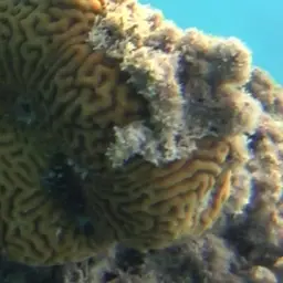 Lesser Valley Coral, photo 7