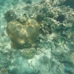 Lesser Valley Coral, photo 8