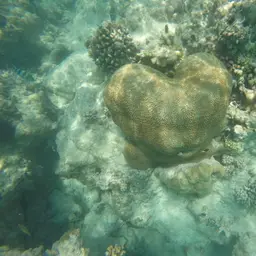 Lesser Valley Coral, photo 9
