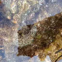Lesser Valley Coral, photo 10