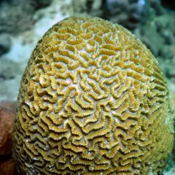Lesser Valley Coral, photo 11
