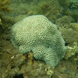 Lesser Valley Coral, photo 12