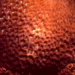 Lesser Valley Coral, photo 2