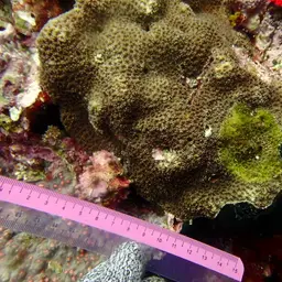 Lesser Valley Coral, photo 3