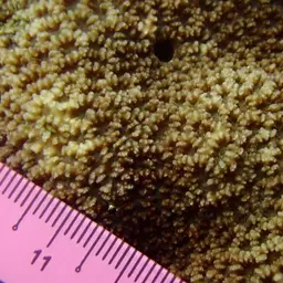 Lesser Valley Coral, photo 4