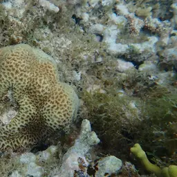 Lesser Valley Coral, photo 5