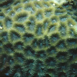 Lesser Valley Coral, photo 6