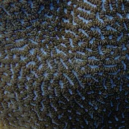 Lesser Valley Coral, photo 7