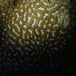 Lesser Valley Coral, photo 8