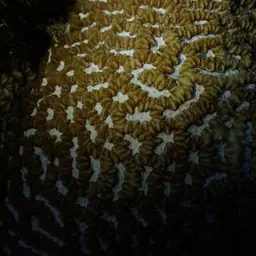 Lesser Valley Coral, photo 9