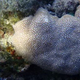 Lesser Valley Coral, photo 10
