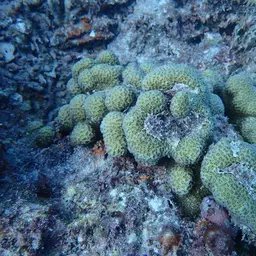 Lesser Valley Coral, photo 11
