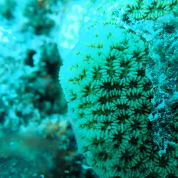 Lesser Valley Coral, photo 12