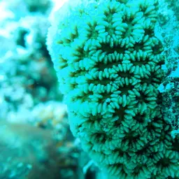 Lesser Valley Coral, photo 1