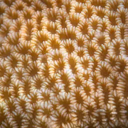 Lesser Valley Coral, photo 1
